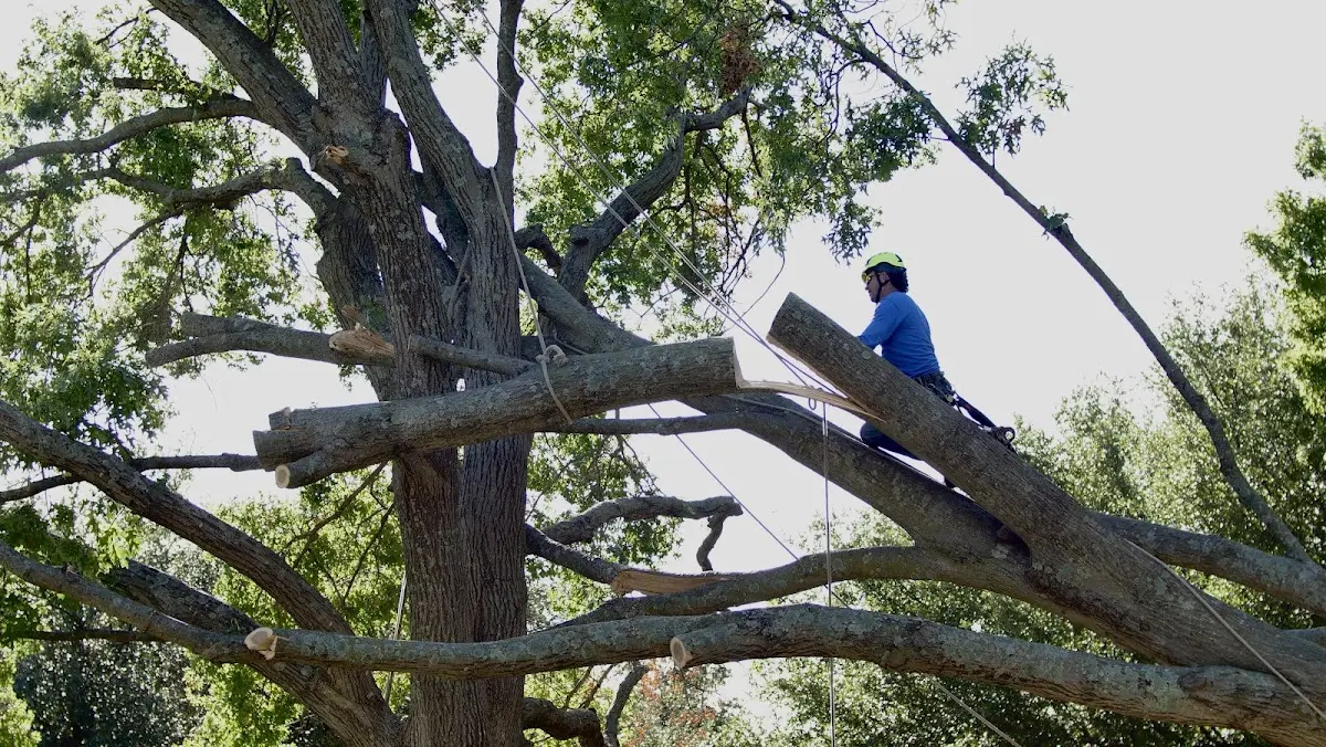 Professional Crown Thinning performed by certified arborists in Cresbard