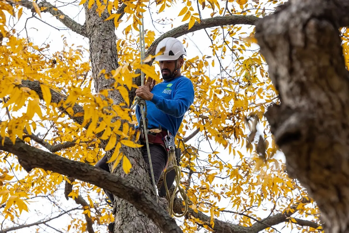Skilled Tree Transplanting crew working in Cresbard